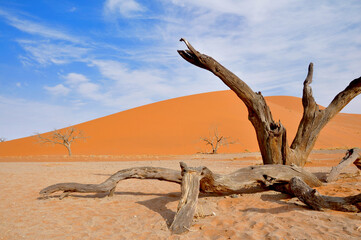 Old dead tree over the background of desert dunes, Deadvlei, Sossusvlei, Namibia, Africa
