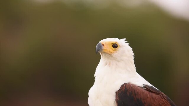close up of fish eagle