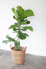  Scandinavian Decor style Plant Green Leaf.Fiddle Leaf Fig Tree.