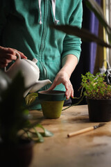 Unrecognizable woman gardeners watering plant in ceramic pot on the wooden table. Concept of home garden. Stylish interior with a lot of plants. Taking care of home plants