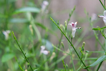 White flower and fresh green leaves of andrographis paniculata or kariyat tree (fah talai jone), a Thai traditional herb and has antipyretic properties close-up.