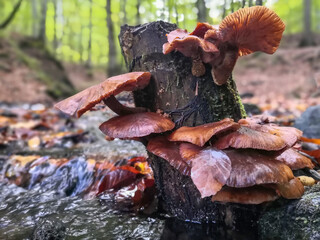 Wild mushrooms on the treesblurred background creek