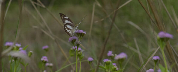 butterfly on purple mountain flower.