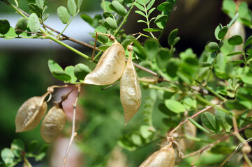 acacia tree on a bush in the garden