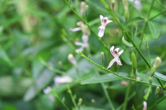 White flower and fresh green leaves of andrographis paniculata or kariyat tree (fah talai jone), a Thai traditional herb and has antipyretic properties close-up.