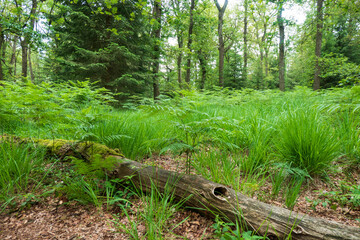 Waldlandschaft mit Farn