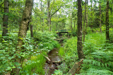 Waldlandschaft mit Brücke