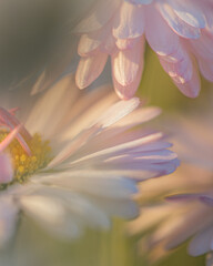 Bellis flower in the sun