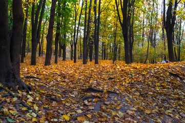 Romantic beautiful autumn in a city park.