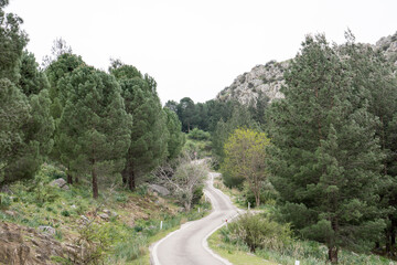 Fototapeta na wymiar curve of the forest road 