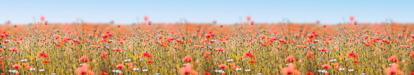 Poppy field panorama with red poppies and deep sharpness