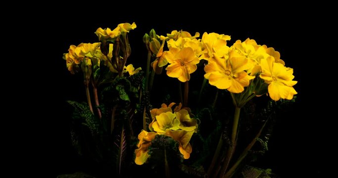 Yellow primrose flowers on a black background, time lapse, 4k