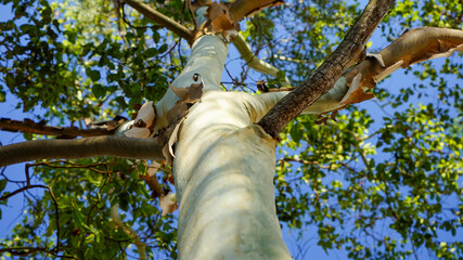 Fototapeta premium Looking up along the smooth tree trunk to green foliage against vivid blue sky.