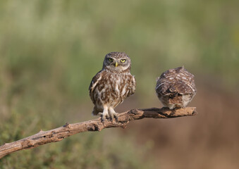 Adult birds and little owl chicks (Athene noctua) are photographed at close range closeup on a blurred background.