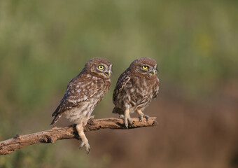 Adult birds and little owl chicks (Athene noctua) are photographed at close range closeup on a blurred background.