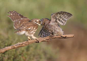 Adult birds and little owl chicks (Athene noctua) are photographed at close range closeup on a blurred background.