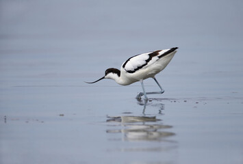 Pied avocet (Recurvirostra avosetta) photographed in a natural habitat in the water and on the banks of the estuary