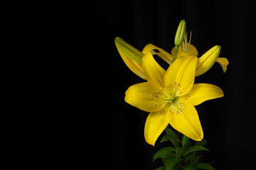 Yellow lilies on a black background with space for text. The horizontal layout of the cards.