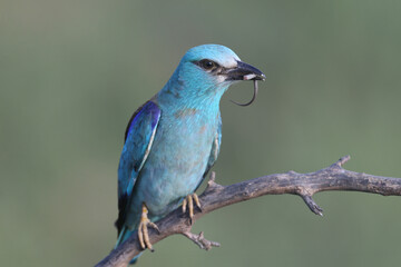 European roller (Coracias garrulus) photographed in close-up with a lizard and a large black beetle in its beak.