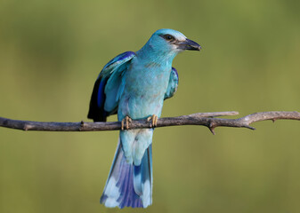 European roller (Coracias garrulus) photographed in close-up with a lizard and a large black beetle in its beak.