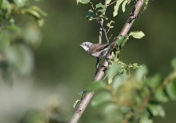Young lesser whitethroat (Sylvia curruca) photographed in a natural habitat in soft morning light...