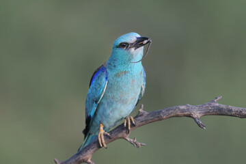European roller (Coracias garrulus) photographed in close-up with a lizard and a large black beetle in its beak.