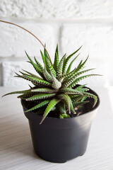 Haworthia plant (Haworthiopsis fasciata) in plastic pot