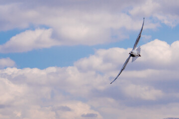Fototapeta na wymiar Gull soaring in the cloudy sky