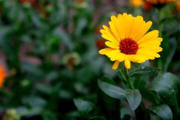 yellow flower in the garden