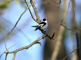 A male collared flycatcher (Ficedula albicollis) is photographed on a branch against a blue sky. Bottom and side view