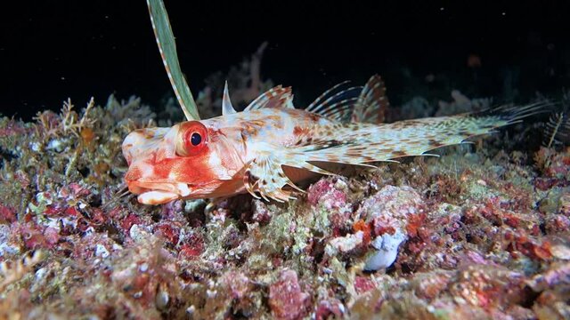Close-up.Oriental flying gurnard sits on the seabed spreading its fins. Night dive. Philippines. Sabang.