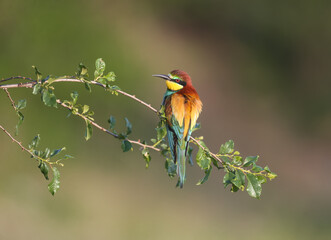 Solitary and pairs of bee-eater in breeding plumage are shot very close-up on branches in soft morning light and against a beautifully blurred background.