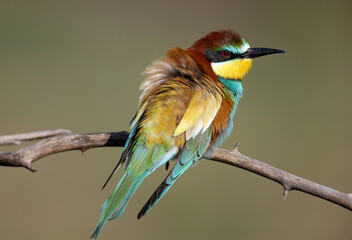 Solitary and pairs of bee-eater in breeding plumage are shot very close-up on branches in soft morning light and against a beautifully blurred background.