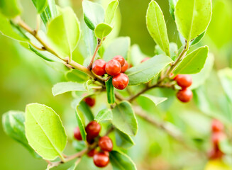 Bayas rojas en un arbusto