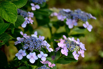 紫陽花