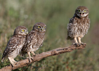 Adult birds and little owl chicks (Athene noctua) are photographed at close range closeup on a blurred background.