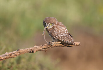 Adult birds and little owl chicks (Athene noctua) are photographed at close range closeup on a blurred background.