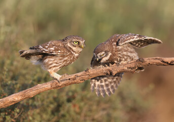 Adult birds and little owl chicks (Athene noctua) are photographed at close range closeup on a blurred background.
