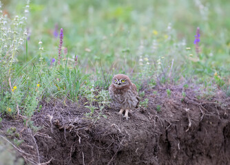 Adult birds and little owl chicks (Athene noctua) are photographed at close range closeup on a blurred background.