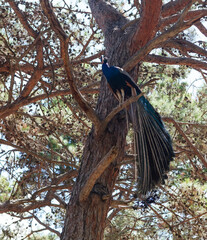 Peacock in the coniferous forest on the island of Kos
