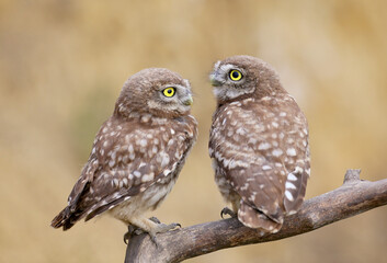 Adult birds and little owl chicks (Athene noctua) are photographed at close range closeup on a blurred background.