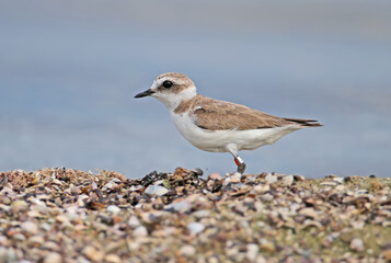 Ringed female Kentish plover (Charadrius alexandrinus) photographed on the sandy shore of the estuary. Ukraine. Tiligulsky estuary