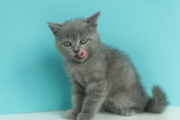 Fototapeta premium little cute gray kitten cat brit licks on a blue background
