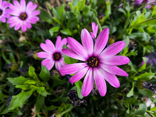 Osteospermum on the background of green leaves