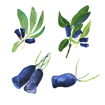Clip art of honeysuckle branches, blue berries and leaves isolated on white background. Watercolor hand drawing illustration. Loncera edulis or honeyberry. Perfect for decoration healthy food.