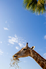 Naklejka premium beautiful Giraffe eating, blue sky 