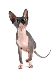 naked sphinx in studio