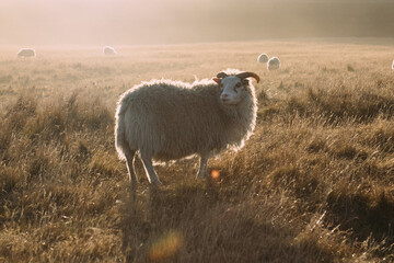 Obraz premium Schaf in Island