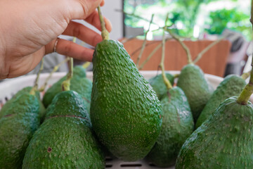 Fresh organic avocado on basket at farmer's market.Food healthy.
