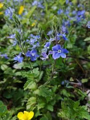 blue flowers in the garden